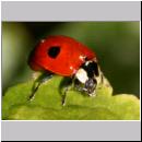 Adalia bipunctata - Zweipunkt 04.jpg